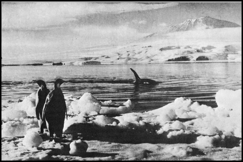 from Killer Whale! by Joseph Cook and William L. Wisner, photo courtesy of American Museum of Natural History