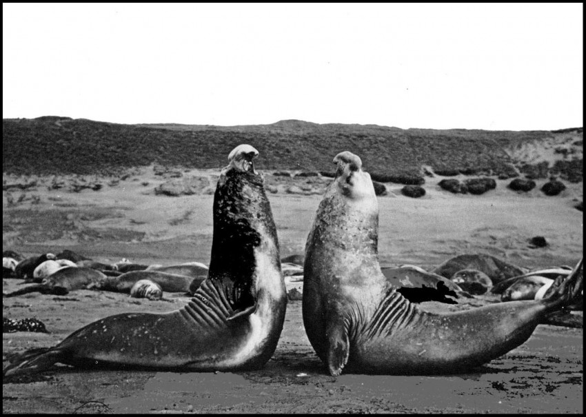 Males Compete for Space on the Beach